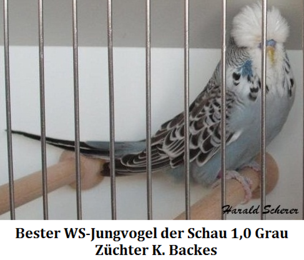 14. Jungvogel 001.png